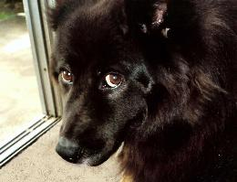 Client pet picture Miss Blackie